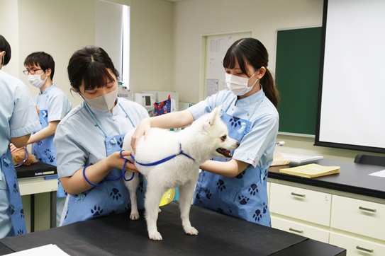 About Yamazaki Professional Collage of Animal Health Technology